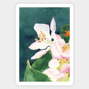 Apple Blossom Macro Study 2 Sticker